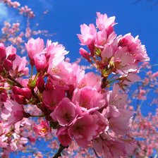 Схема вышивки «яблоня в цвету»