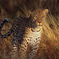 Схема вышивки «Леопард»