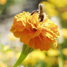 Схема вышивки «бархатцы»