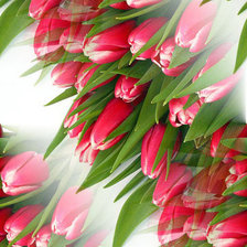 Схема вышивки «тюльпаны»