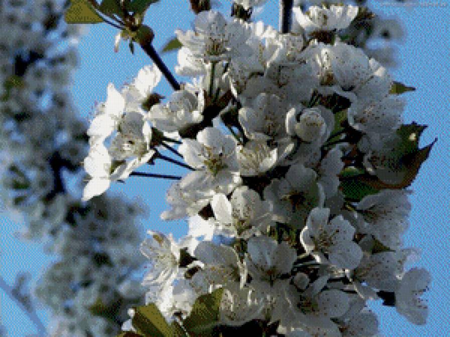 яблоня - цветы, яблоня, природа - предпросмотр