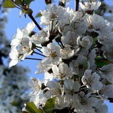 Схема вышивки «яблоня»