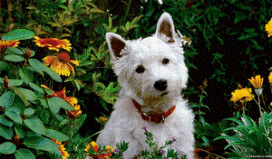 щенок - природа, цветы, щенок, собака - предпросмотр