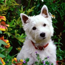 Схема вышивки «щенок»