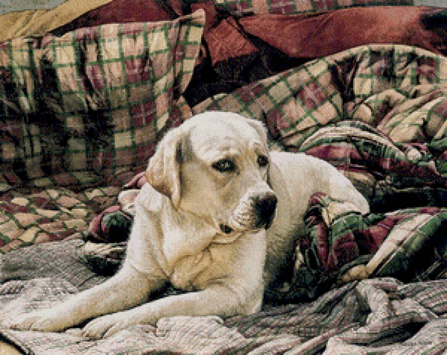 Лабрадор - собаки, животное, собака - предпросмотр