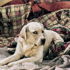 Схема вышивки «Лабрадор»