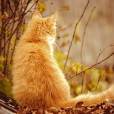 Схема вышивки «Осень»