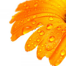 Схема вышивки «Гербера»