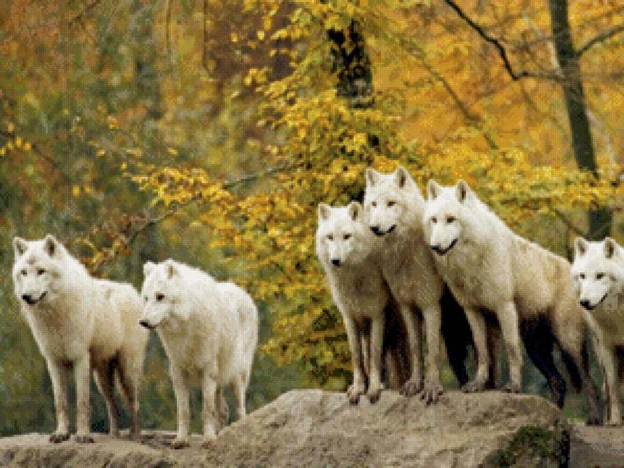 5 волков - предпросмотр