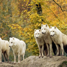 Схема вышивки «5 волков»
