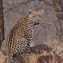 Схема вышивки «гепард спиной»