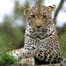 Схема вышивки «гепардик»