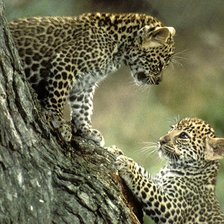 Схема вышивки «котята рыси»