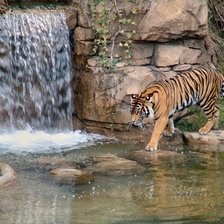 Схема вышивки «тигр в воде»