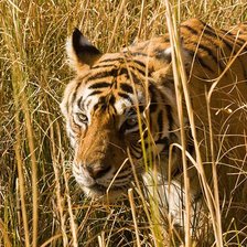 Схема вышивки «тигр в поле»