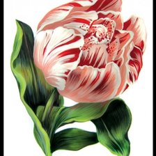 Схема вышивки «Тюльпан»