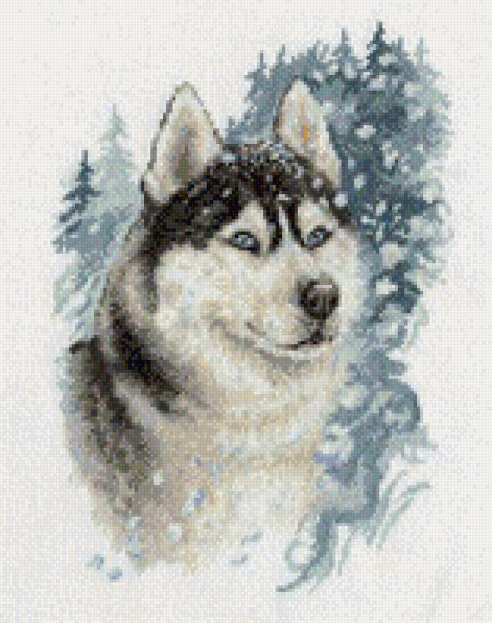 хаски - собака, хаски - предпросмотр