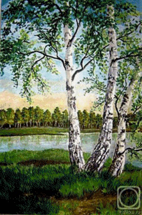 Березки - березки - предпросмотр