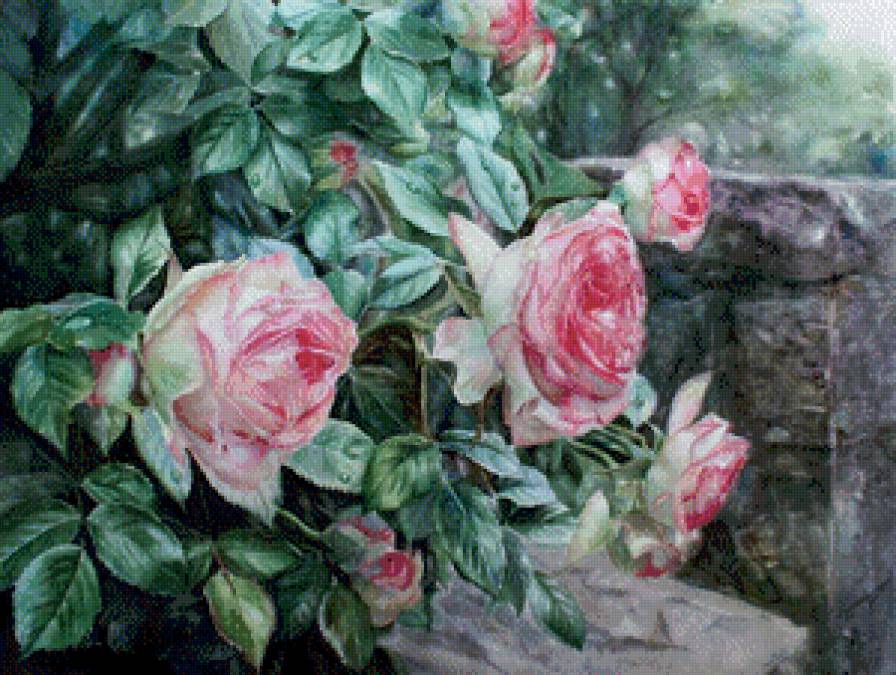 розы - куст, цветы, живопись, роза - предпросмотр