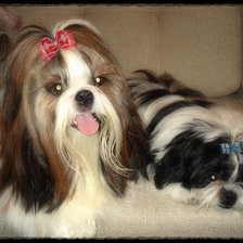 Схема вышивки «Ши-тцу»