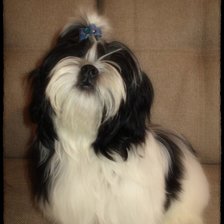 Схема вышивки «№502809»