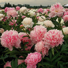 Схема вышивки «пионы»