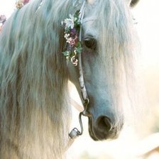 Схема вышивки «белая лошадь»