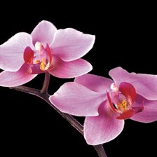 Схема вышивки «орхидея1»