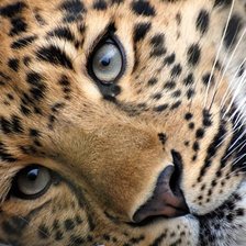 Схема вышивки «лео»