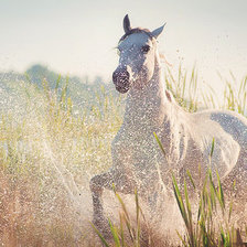 Схема вышивки «Лошадка1»