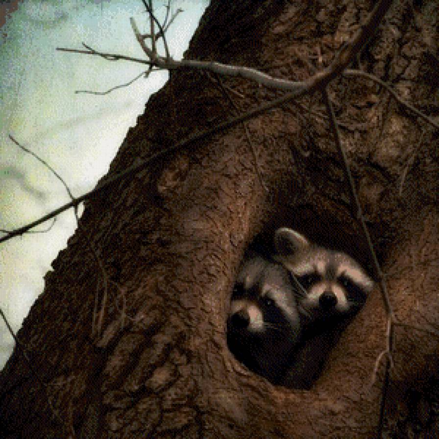 еноты - звери, дерево, природа, еноты - предпросмотр