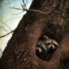 Схема вышивки «еноты»