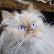 Схема вышивки «синеглазый пушистик»