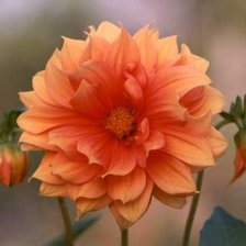 Схема вышивки «гёргины»