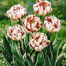 Схема вышивки «тюльпаны»