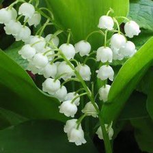 Схема вышивки «ландышы»