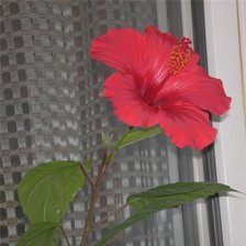 Схема вышивки «гибискус»