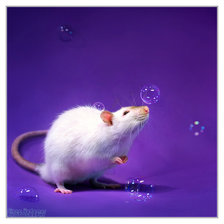 Схема вышивки «крыски»