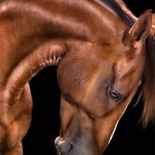 Схема вышивки «лошадь»