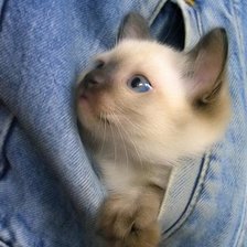 Схема вышивки «котик в кармане»