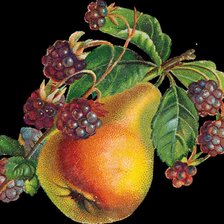 Схема вышивки «Груша с ежевикой»