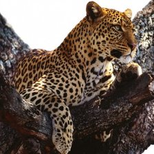 Схема вышивки «леопард»