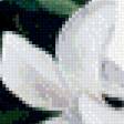 Предпросмотр схемы вышивки «магнолия» (№504464)