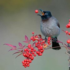 Схема вышивки «Осень»