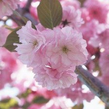 Схема вышивки «№504955»