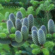 Схема вышивки «голубая ель»