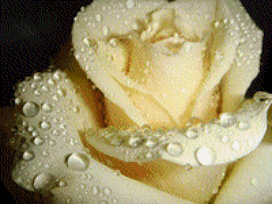 царица цветов - цветы, роза, растения - предпросмотр