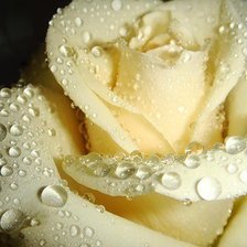 Схема вышивки «царица цветов»