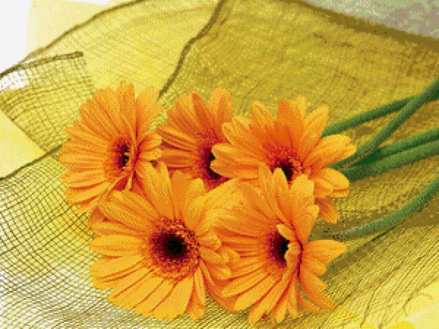 герберы - цветы, красота - предпросмотр