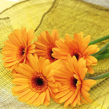 Схема вышивки «герберы»